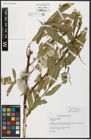 Foto von Salix acmophylla Boiss.